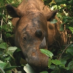 Go to this species on the OneZoom tree of life