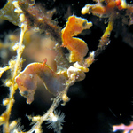 Image of Hippocampus pontohi