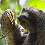 Go to this species on the OneZoom tree of life