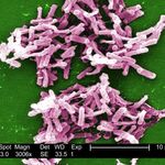 Image of Clostridioides difficile