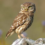Go to this species on the OneZoom tree of life