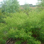 Image of Mimosa verrucosa