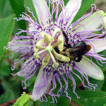 Image of Passiflora incarnata