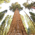 Image of Sequoiadendron giganteum