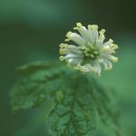 Orange-root