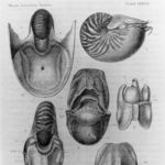 Image of Nautilus macromphalus