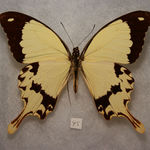 Image of Papilio dardanus