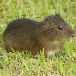 Image of Cavia porcellus