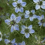 Image of Nigella sativa