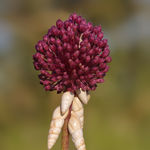 Image of Allium ampeloprasum