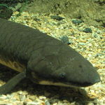 Image of Neoceratodus forsteri