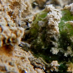Image of Spongilla lacustris