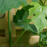 Image of Vitis vinifera