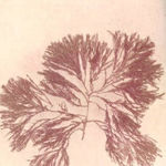 Image of Corallina officinalis
