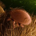 Image of Varroa destructor