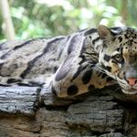 Go to this species on the OneZoom tree of life
