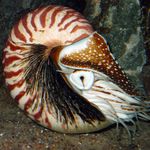 Image of Nautilus pompilius