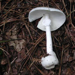 Image of Amanita virosa