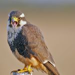 Go to this species on the OneZoom tree of life