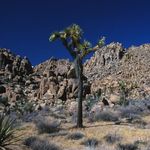 Image of Yucca brevifolia