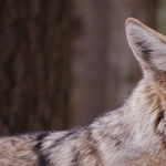 Go to this species on the OneZoom tree of life