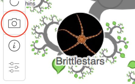 screenshot button highlighted on toolbar
