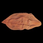 Go to this species on the OneZoom tree of life