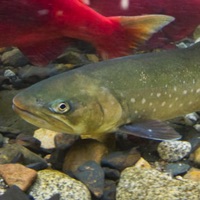 Image of Salvelinus alpinus