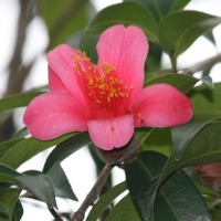 Image of Camellia hongkongensis