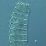 Image of Echinoderes komatsui