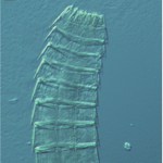 Image of Echinoderes komatsui