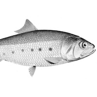 Image of Ethmidium maculatum