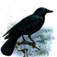 Image of Corvus moneduloides