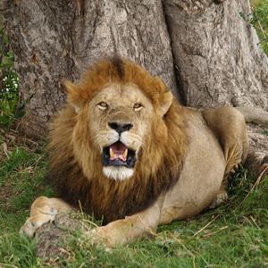 Go to this species on the OneZoom tree of life