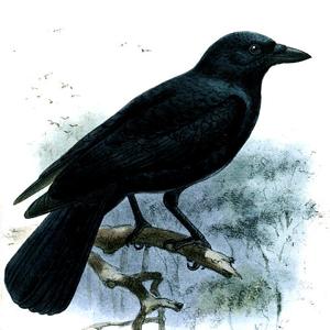 Go to this species on the OneZoom tree of life