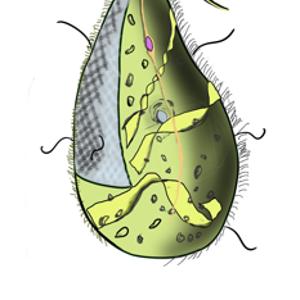 Image of Mixotricha paradoxa
