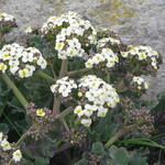 Image of Crambe maritima