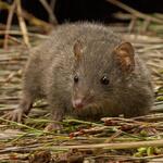 Image of Antechinus swainsonii