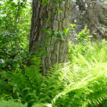 Go to this species on the OneZoom tree of life