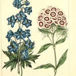 Image of Delphinium elatum