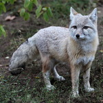 Image of Vulpes corsac