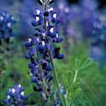 Image of Lupinus texensis