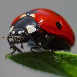 Image of Coccinella septempunctata