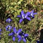 Image of Gentiana autumnalis