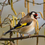 Image of Carduelis carduelis