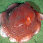 Go to this species on the OneZoom tree of life