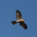 Image of Accipiter nisus