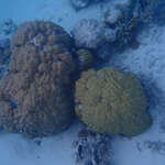 Image of Porites lobata