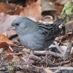 Image of Emberiza variabilis