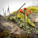 Image of Cladonia cristatella